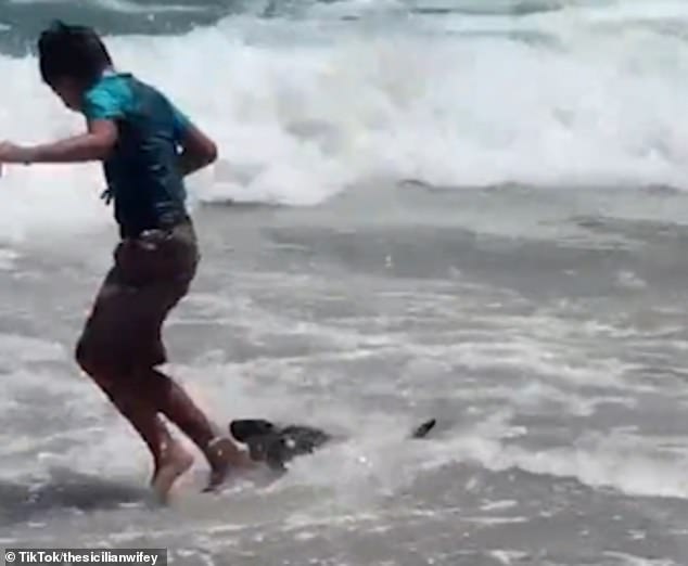 A rabies outbreak has been linked to a rise in seal attacks in Cape Town, South Africa, including an attack on American actress Loulou Taylor in January last year. Pictured: A seal attacks a boy playing in the shallows of a beach in Cape Town, South Africa, last year