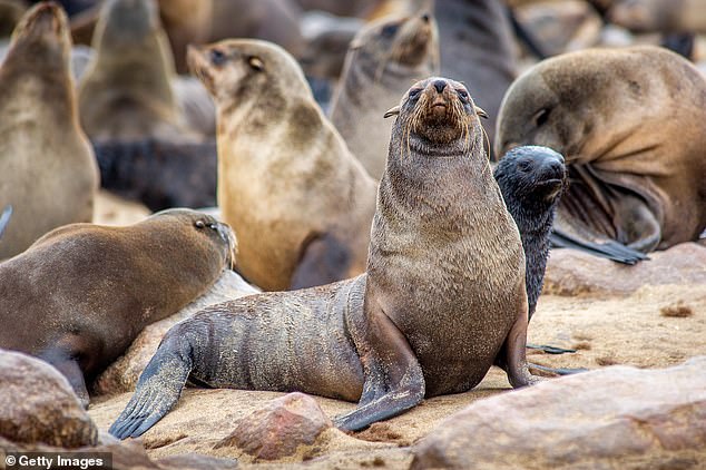 Cases of rabies in seals have been confirmed along the Western Cape coast, with officials urging beachgoers to stay away from the aquatic mammals following a series of unprovoked attacks by seals