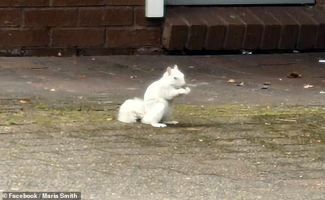 Residents of Ystrad Mynach in Caerphilly, South Wales, were left in shock when they spotted a rare white squirrel wandering through the streets