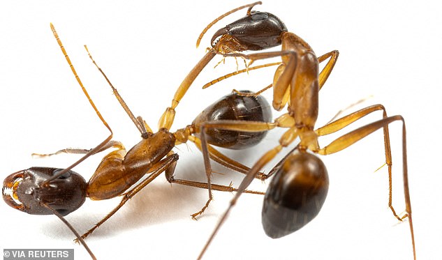 Two carpenter ants, Camponotus fellah, are seen in this undated photo taken in a laboratory at the University of Lausanne in Switzerland. The ant on the right is licking the wounds on an injured leg of the other ant