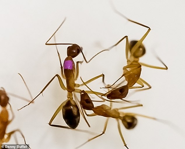 Laboratory tests show that carpenter ants in Florida treat the injured limbs of nestmates, either by cleaning wounds or by amputating (see image)