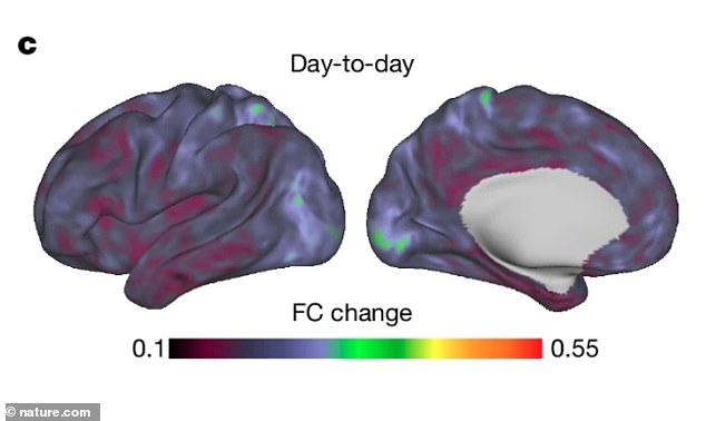 Researchers from Washington University School of Medicine studied how participants responded to taking psilocybin - the main active ingredient in magic mushrooms, also known as shrooms. Pictured: The brain before the participant was given psilocybin