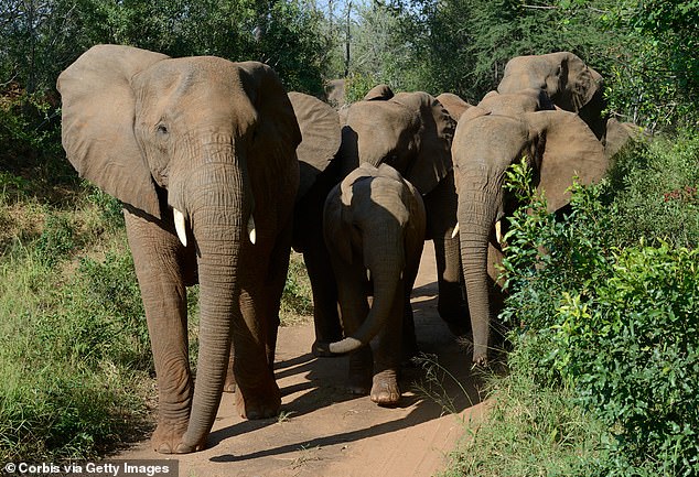 The four visitors were driving around Pilanesberg National Park, near the world-famous tourist resort of Sun City, when they spotted a breeding herd with three youngsters near a lake