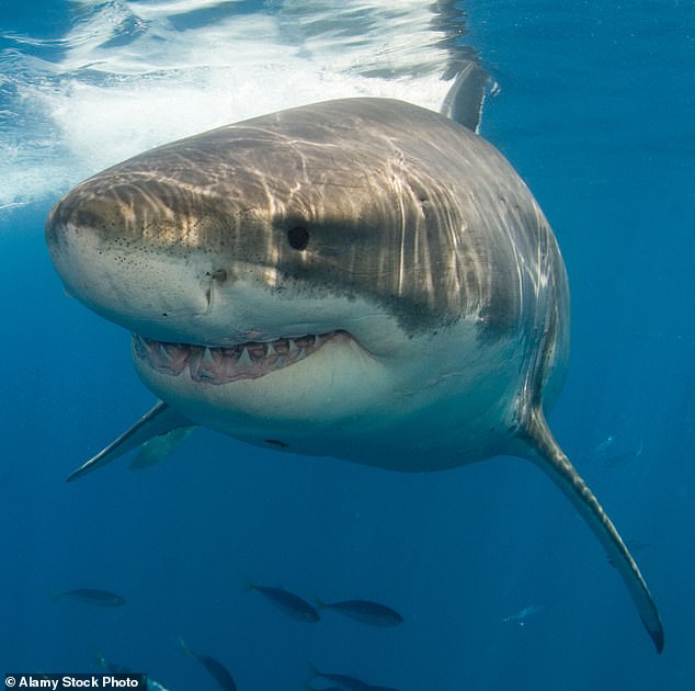 Last year, 69 shark bites were confirmed worldwide in places as far-flung as Australia, Brazil and South Africa, including 36 in the U.S., the University of Florida's International Shark Attack File reported.