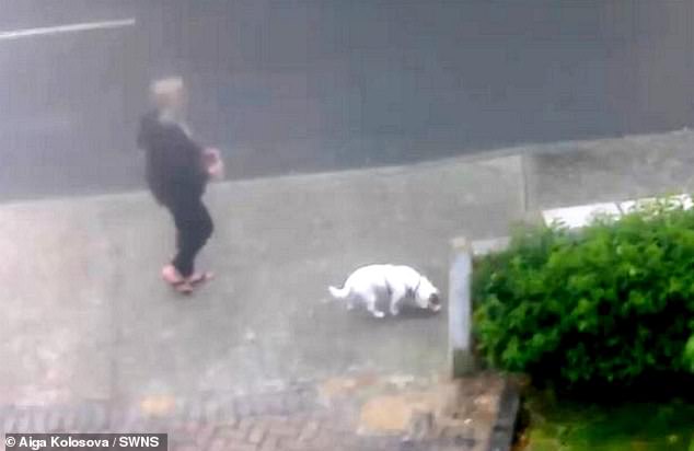 The serial killer is seen on CCTV walking past Aiga's home in Gravesend, Kent with her pet Jack Russell Terrier