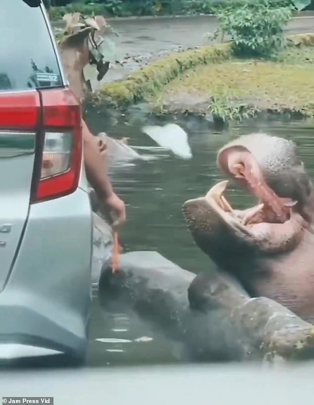 The man is seen dangling a carrot from the mouth of a hippo at Taman Safari Park in Bogor, Indonesia, before throwing a plastic bag into it