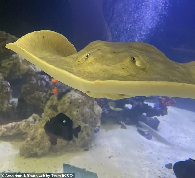 A stingray named Charlotte, who became pregnant at a North Carolina aquarium despite not sharing a tank with a male for years, has died