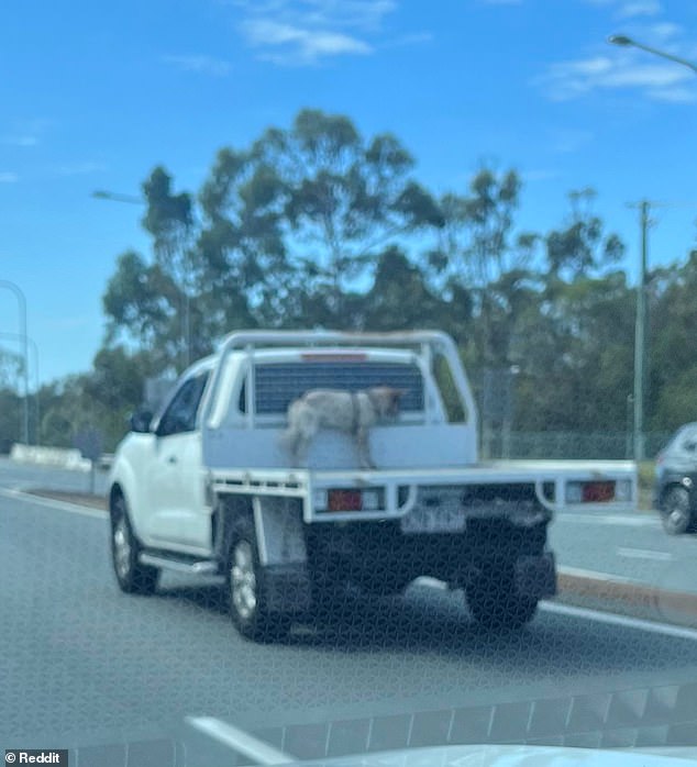 A driver divided social media users last year after he was spotted on the Pacific Motorway on the Gold Coast with his dog tied to the back of his pickup (pictured)