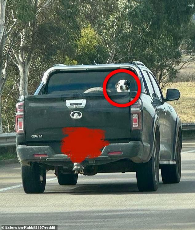 The motorist posted a photo of the risky act on social media last Thursday, showing the dog peering over the back of the van into a vehicle traveling at 70 mph (110 km/h) (see photo).