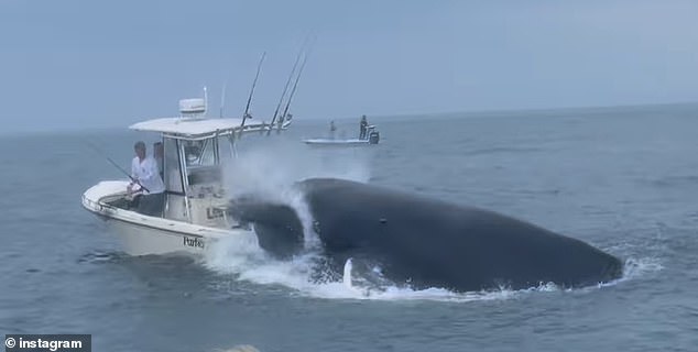 The large mammal was captured on camera leaping through the waters off the coast of Portsmouth