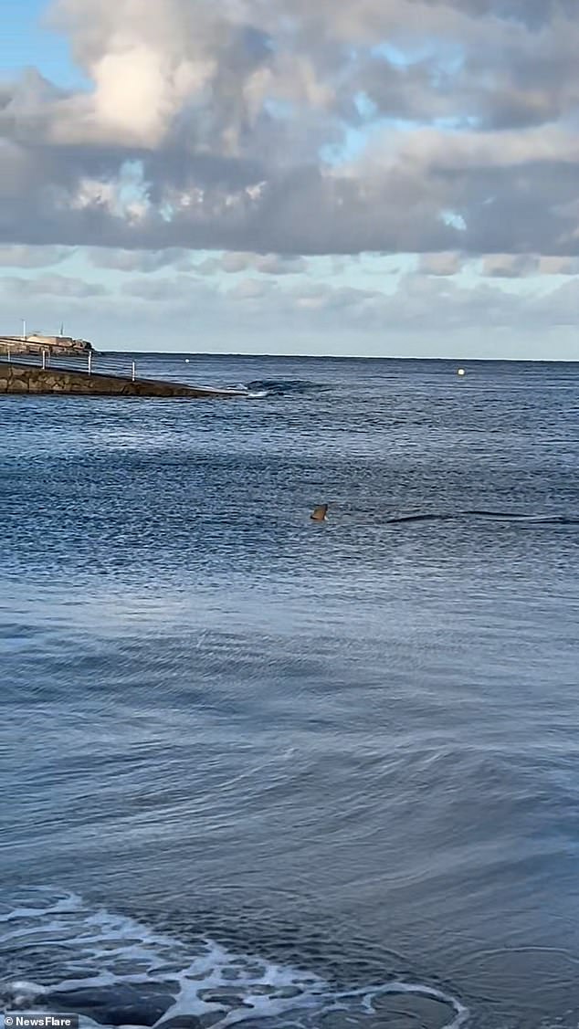 The shark eventually turns around and swims back to the sea, much to the relief of the bystanders