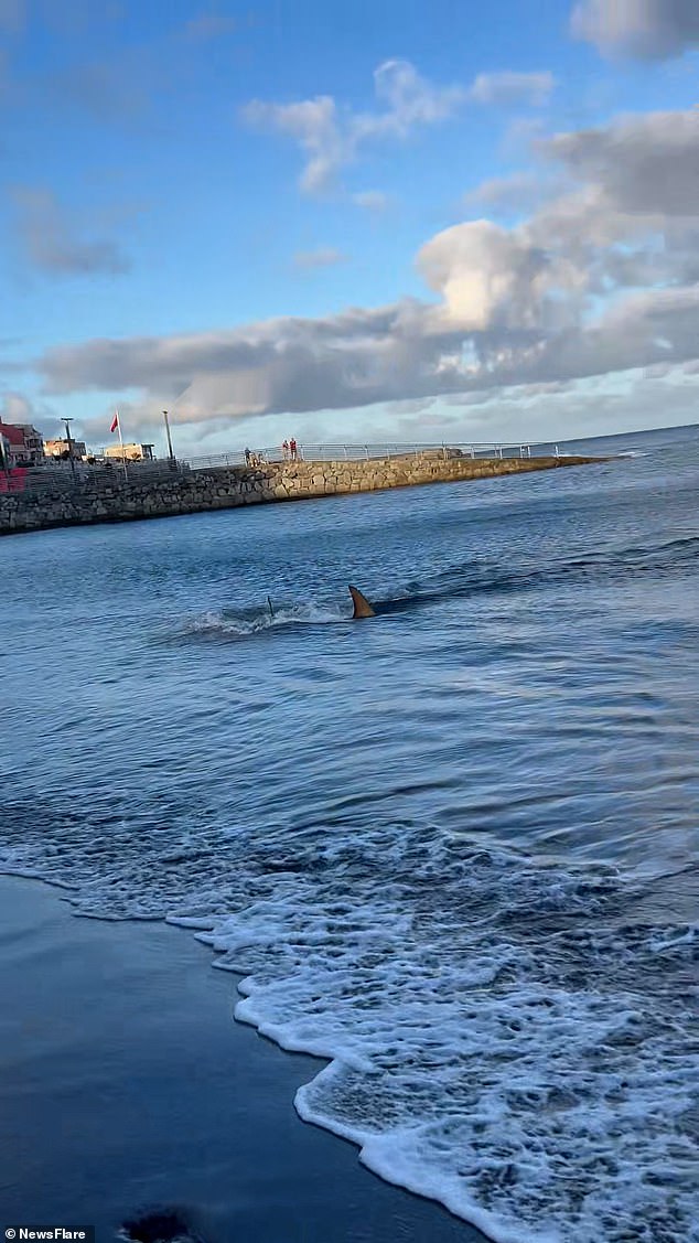 A dramatic video has captured the moment a shark charges at tourists on a beach in Gran Canaria