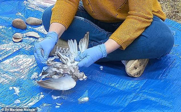 Experts set to work preparing food in the way Neanderthals would have done – including a replica of how they may have cut up and cooked the birds