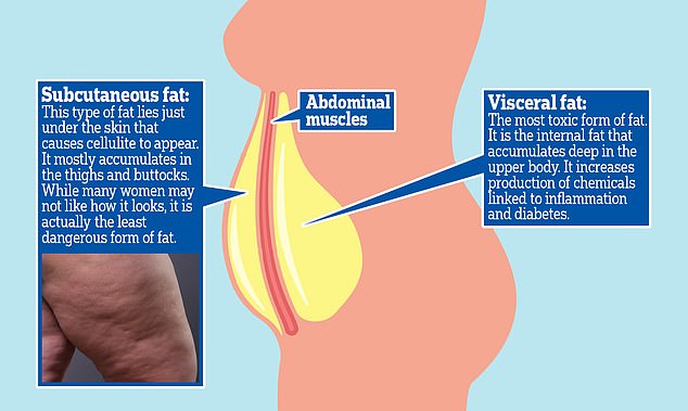 Visceral fat wraps around abdominal organs deep inside the body, while subcutaneous fat is located under the skin. Even people with a healthy BMI can have a significant amount of visceral fat