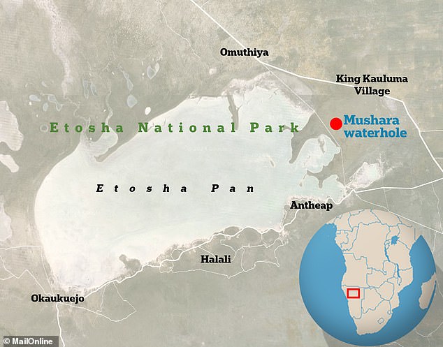 The experts studied elephants at the Mushara waterhole in Etosha National Park, Namibia, one of the largest national parks in Africa