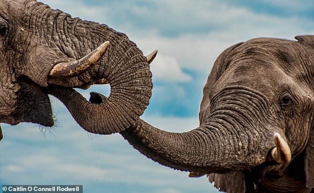 Scientists have recorded male elephants using 'let's go' roars to announce the beginning of the group's departure