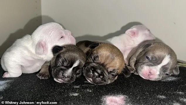 A French bulldog puppy died and six others suffered heatstroke after being left in a hot car while a breeder went to Starbucks