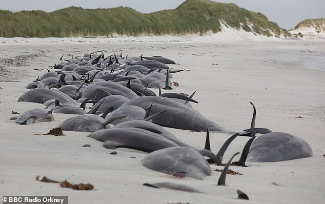 A tragic sight: MailOnline speaks to marine biologists and whale experts in an attempt to unravel this tragic mystery on the island of Sanday in Orkney, Scotland