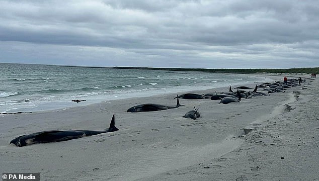 Long-finned pilot whales (Globicephala melas) are one of the most common species to strand in the UK