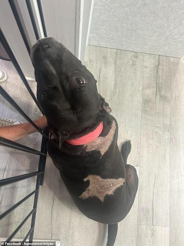 Jessie Scholder, assistant director of the shelter, found the pit bull wearing the brown T-shirt the next morning and confirmed that the pet had not suffered any injuries