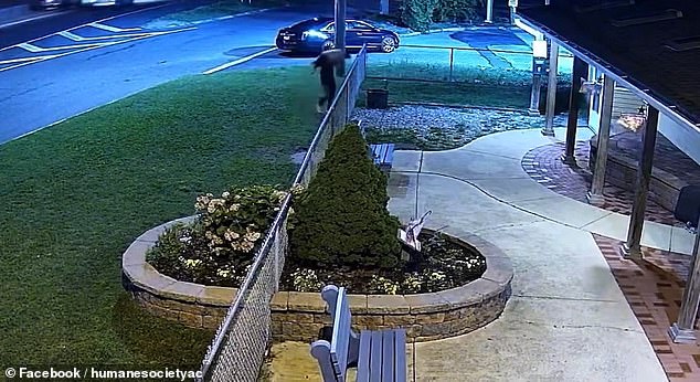 The video shows a man in a dark tank top and pants leading the female pit bull mix on a leash to the fence of an Atlantic City shelter on Absecon Boulevard.