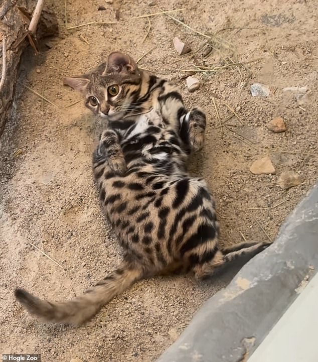 Utah's Hogle Zoo has released new footage of one of its deadliest residents: a cute, seemingly cuddly cat found primarily in dry areas of Namibia, Botswana and South Africa