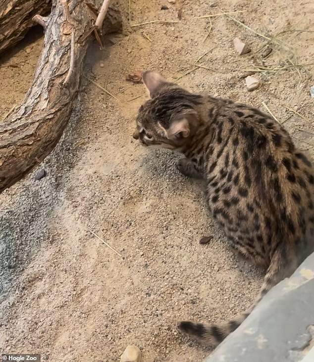 But don't be fooled. Despite weighing just a few pounds, the black-footed cat Gaia is one of the deadliest felines on the planet, despite being decidedly friendlier