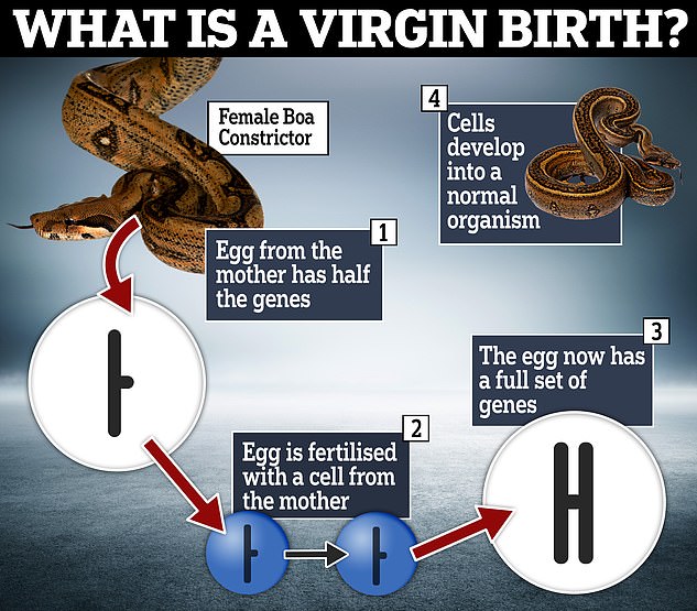 Virgin birth is possible in snakes through a process called parthenogenesis, in which the female reproduces using her own genetic material