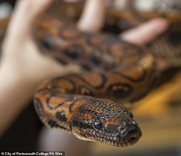 Students at City Portman College were surprised to discover that their male snake, Ronaldo (pictured), had unexpectedly given birth