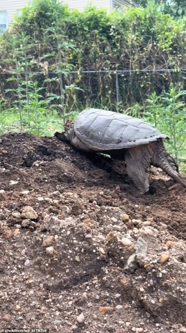 A couple contacted animal rescuer Karenlynn Stracher after discovering a mother turtle in the backyard of their new home