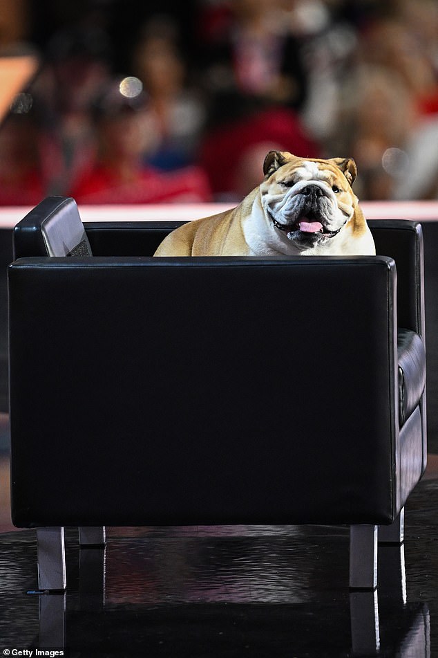 Babydog, the bulldog of West Virginia Gov. Jim Justice, who is running for U.S. Senate, made a surprise cameo at the Republican National Convention on Tuesday night