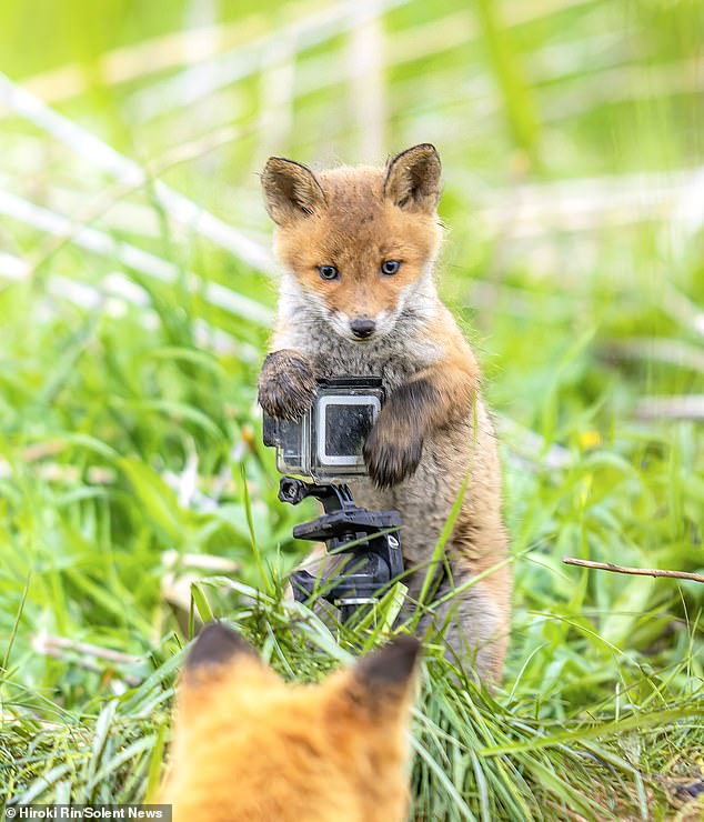 Say cheese! This adorable baby fox is holding a GoPro camera and looks like he's about to take a picture of his friend