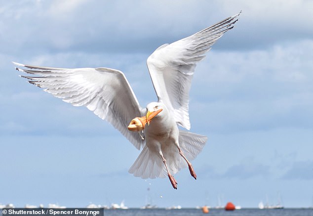 Anyone with common sense knows that it's a good idea to protect your food when you're at the seaside. But while seagulls may steal your chips - or even your ice cream - they still prefer seafood, according to a study