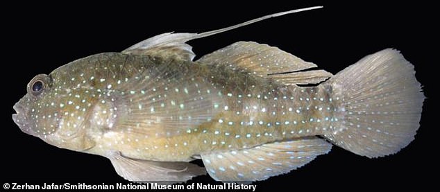 Scientists cryopreserved skin samples from a star goby, a common reef fish (pictured). The samples will undergo radiation exposure testing in preparation for sending biological material to the moon.