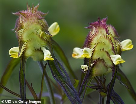 The Crested Cow wheat grows in East Anglia and other parts of the UK