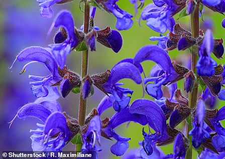 This pasture plant has declined because less and less land has been used for grazing, meaning it has been choked out by other plants.