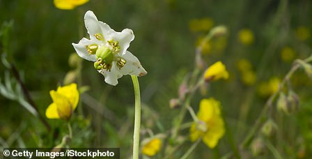 The single-flowered wintergreen grows in moist, shady pine forests