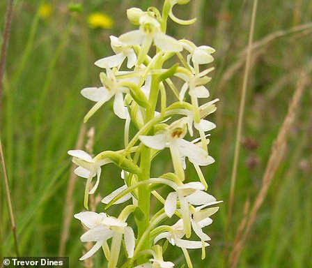 The white orchid has disappeared from 75 percent of the countryside