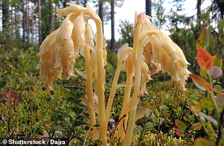 The plant prefers beech and hazel forests