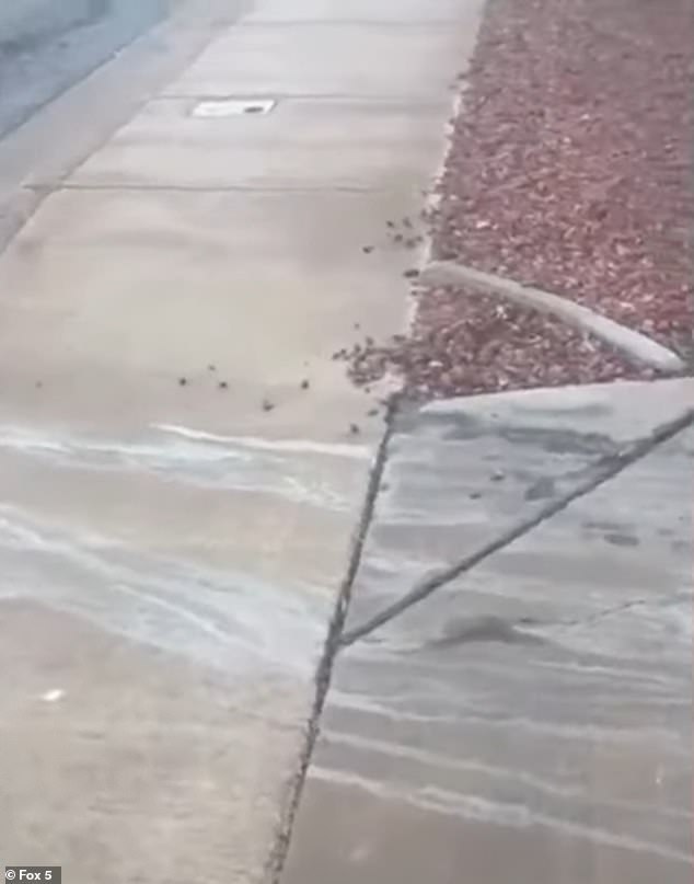 Dried streaks of what are believed to be the man's bodily fluids can be seen on the driveway and sidewalk