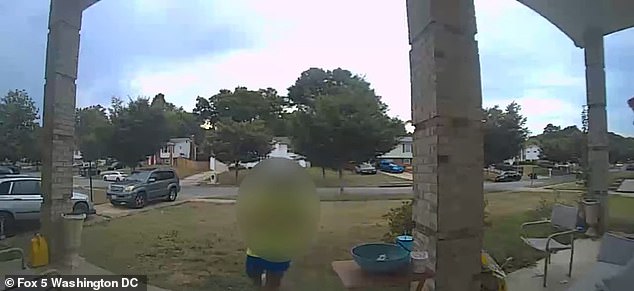 Latricia Jones, owner of 3.5-year-old pit bull terrier Bear, suspects a 9-year-old neighbor is responsible for Bear's injuries. The child, whose face is obscured, is seen entering the home in this footage