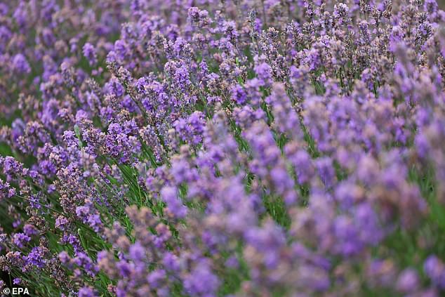 While the aromatic purple plant lavender (pictured) is known for putting people to sleep, it's not so good for our pets' stomachs.