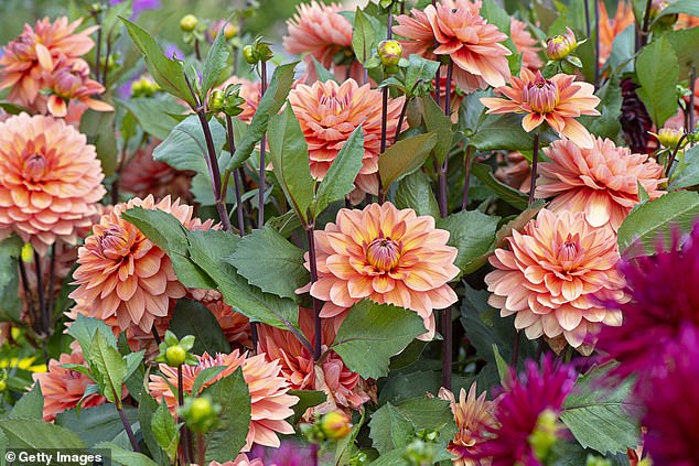 Another beautiful but not so pet friendly plant, dahlias (pictured) have a large pompom-like flower that contains toxins that, while mild, are worth avoiding for pet owners.