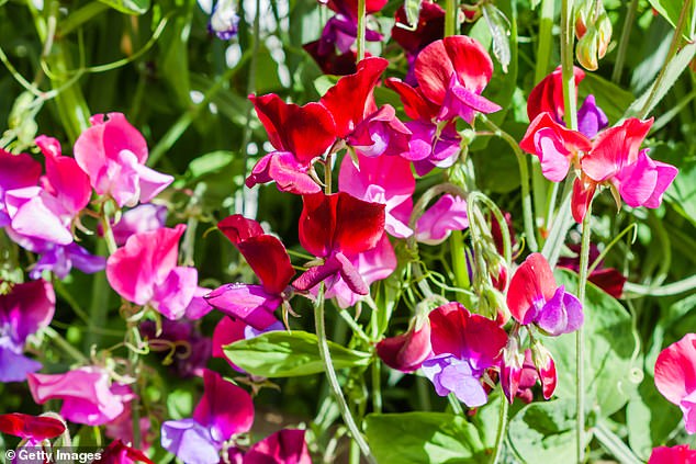 Sweet peas (pictured) are considered poisonous to our furry family members because they contain a compound called beta-aminopropionitrile (BAPN), a toxic amino acid