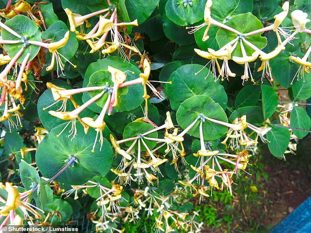 Honeysuckle (in the picture)