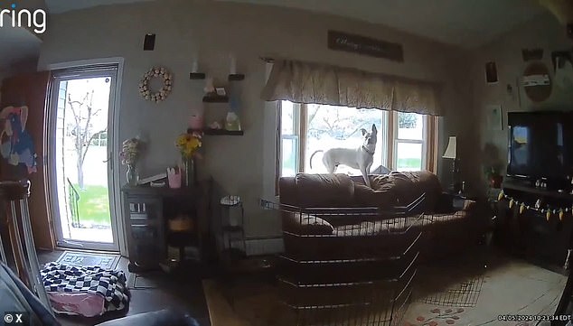 In an April 5 video from a New Jersey home, a dog suddenly sits upright seconds before rooms shake violently and belongings fall over