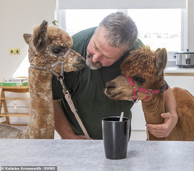 Dannie Burns hand-raised Annie after she was rejected as a baby. Already mother to Baillie, the alpaca who thinks she's a dog, is pregnant again