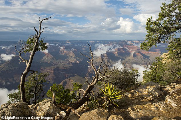 This year, nine people have died at the Grand Canyon due to heart problems, natural causes, suicide and more