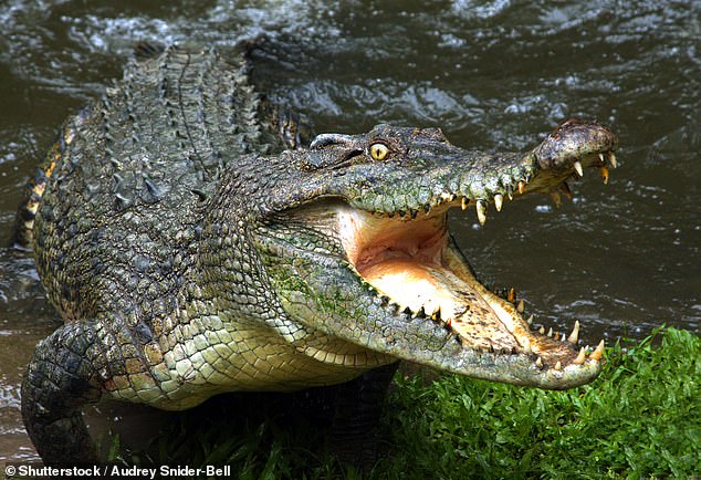 The man had fallen into the water and never surfaced. Neither he nor the crocodile have been seen since.