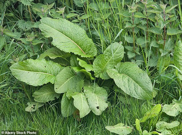 Researchers treated participants' nettle stings with either a sorrel leaf or a sweet lettuce leaf. Two-thirds of participants could not tell the difference between the two treatments (archive photo)